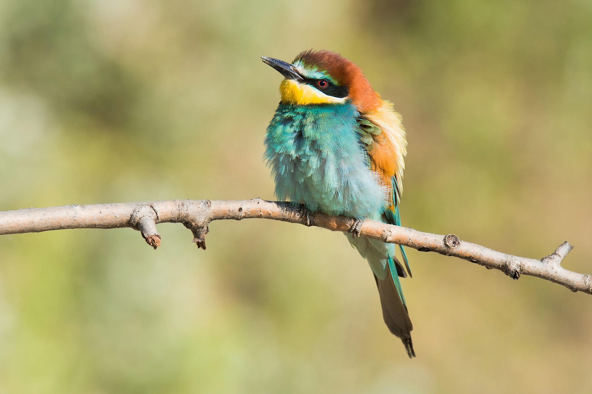 Bird, European Bee-eater